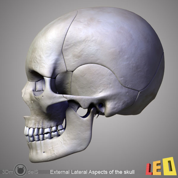 human skull bones anatomy 3d max - Human skulls 2 in 1 (Color & Textured) by leo3Dmodels
