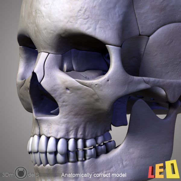 human skull bones anatomy 3d max - Human skulls 2 in 1 (Color & Textured) by leo3Dmodels