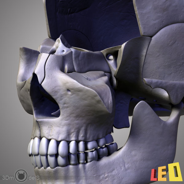 human skull bones anatomy 3d max - Human skulls 2 in 1 (Color & Textured) by leo3Dmodels