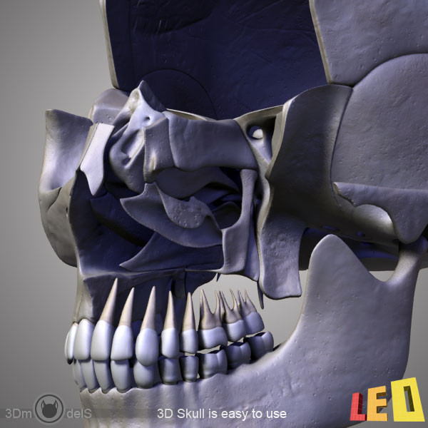 human skull bones anatomy 3d max - Human skulls 2 in 1 (Color & Textured) by leo3Dmodels