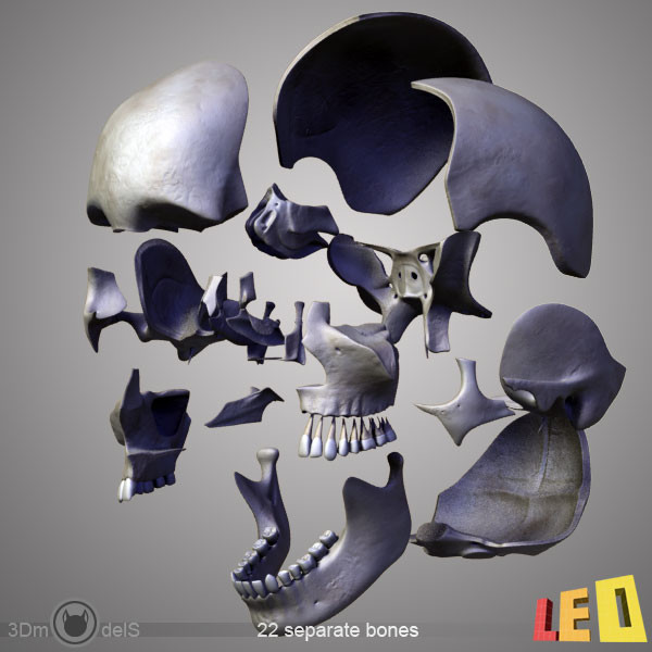 human skull bones anatomy 3d max - Human skulls 2 in 1 (Color & Textured) by leo3Dmodels