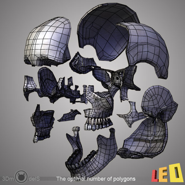 human skull bones anatomy 3d max - Human skulls 2 in 1 (Color & Textured) by leo3Dmodels