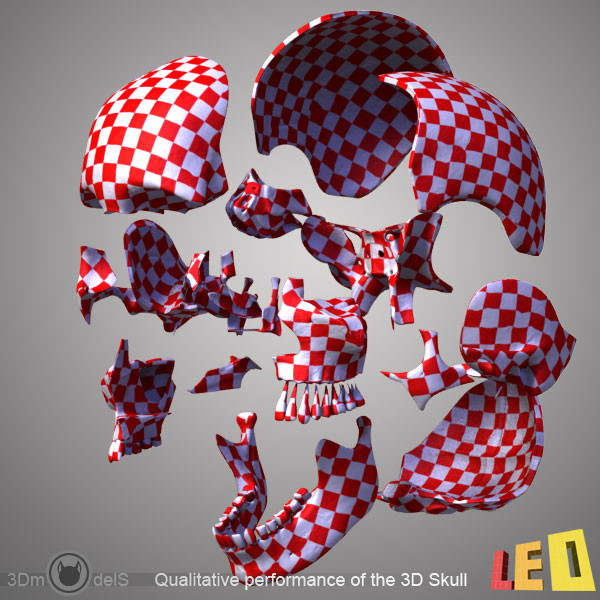 human skull bones anatomy 3d max - Human skulls 2 in 1 (Color & Textured) by leo3Dmodels