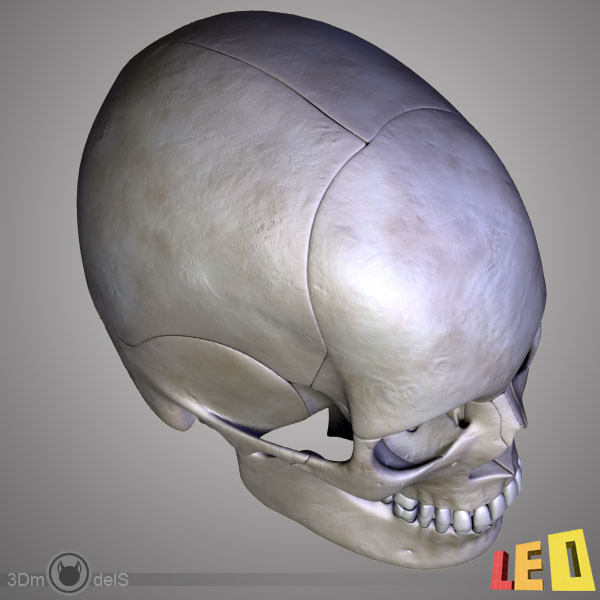 human skull bones anatomy 3d max - Human skulls 2 in 1 (Color & Textured) by leo3Dmodels