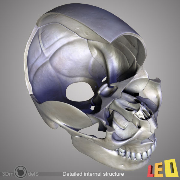 human skull bones anatomy 3d max - Human skulls 2 in 1 (Color & Textured) by leo3Dmodels
