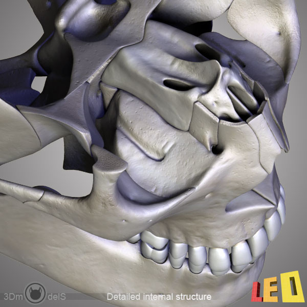 human skull bones anatomy 3d max - Human skulls 2 in 1 (Color & Textured) by leo3Dmodels