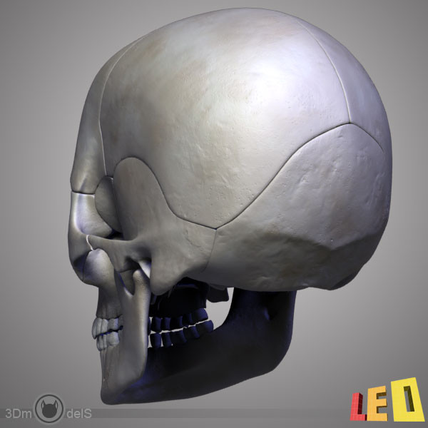 human skull bones anatomy 3d max - Human skulls 2 in 1 (Color & Textured) by leo3Dmodels