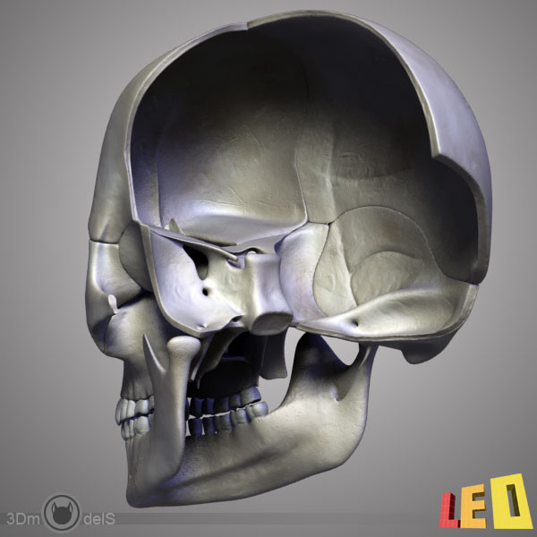 human skull bones anatomy 3d max - Human skulls 2 in 1 (Color & Textured) by leo3Dmodels