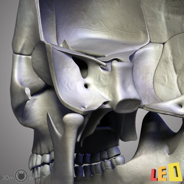 human skull bones anatomy 3d max - Human skulls 2 in 1 (Color & Textured) by leo3Dmodels