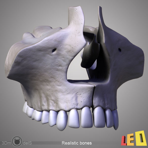 human skull bones anatomy 3d max - Human skulls 2 in 1 (Color & Textured) by leo3Dmodels