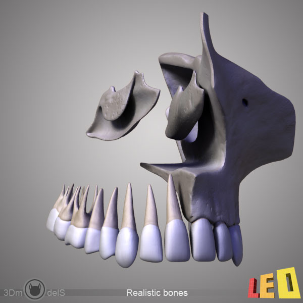human skull bones anatomy 3d max - Human skulls 2 in 1 (Color & Textured) by leo3Dmodels