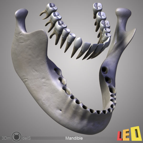 human skull bones anatomy 3d max - Human skulls 2 in 1 (Color & Textured) by leo3Dmodels