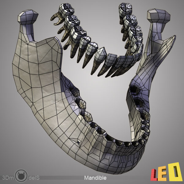 human skull bones anatomy 3d max - Human skulls 2 in 1 (Color & Textured) by leo3Dmodels