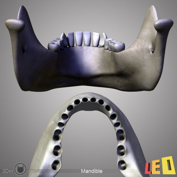 human skull bones anatomy 3d max - Human skulls 2 in 1 (Color & Textured) by leo3Dmodels