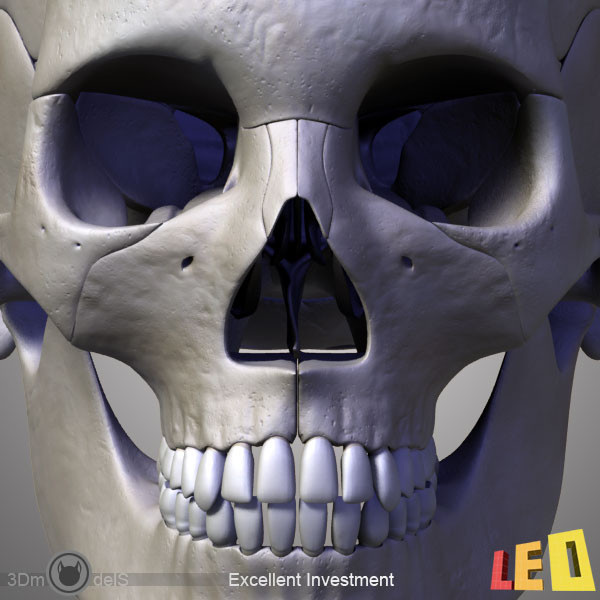 human skull bones anatomy 3d max - Human skulls 2 in 1 (Color & Textured) by leo3Dmodels