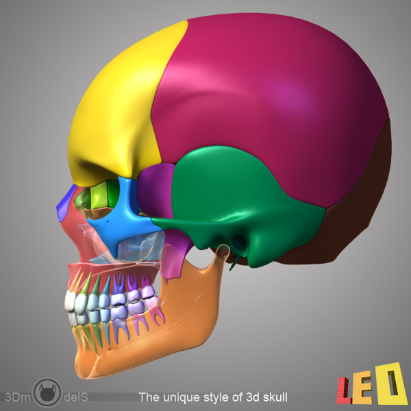 human skull bones anatomy 3d max - Human skulls 2 in 1 (Color & Textured) by leo3Dmodels
