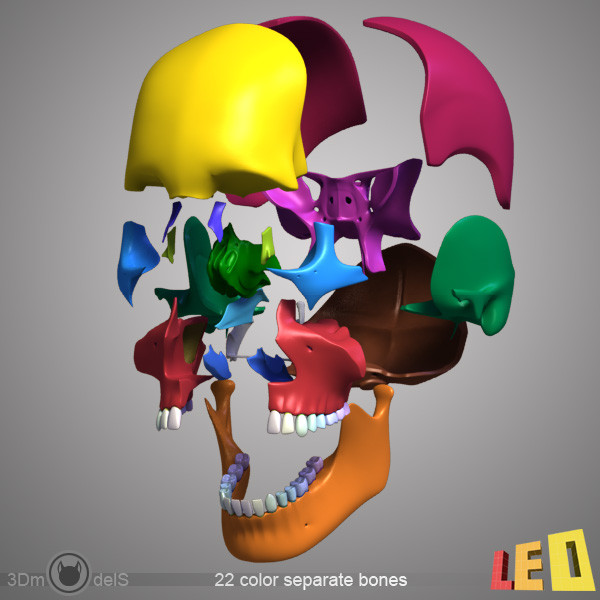 human skull bones anatomy 3d max - Human skulls 2 in 1 (Color & Textured) by leo3Dmodels
