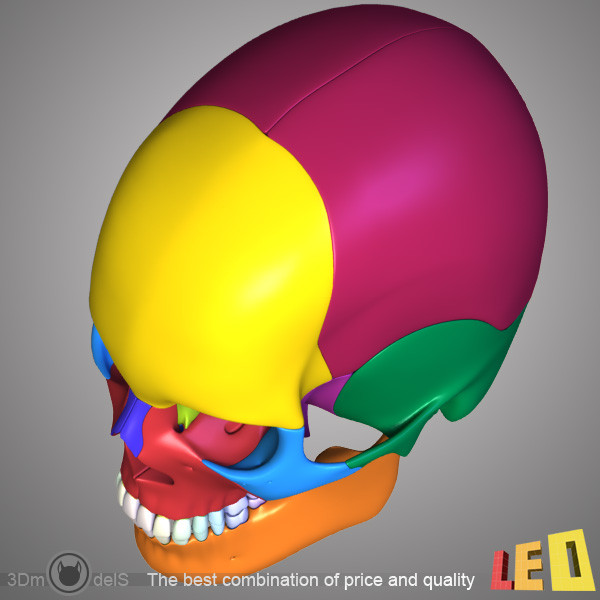 human skull bones anatomy 3d max - Human skulls 2 in 1 (Color & Textured) by leo3Dmodels