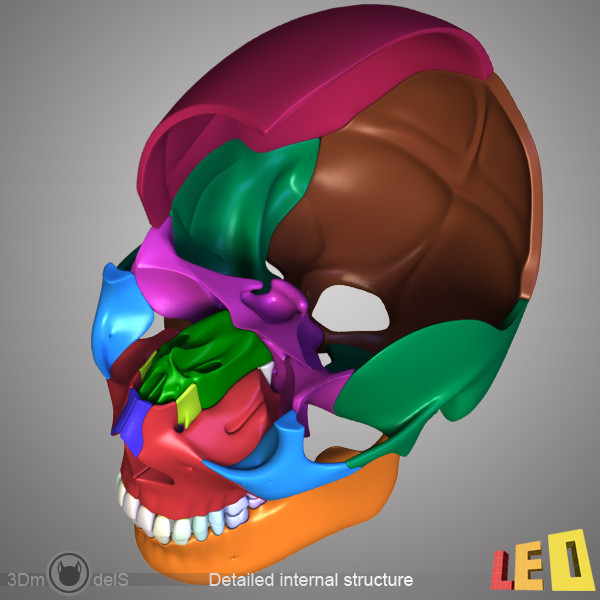 human skull bones anatomy 3d max - Human skulls 2 in 1 (Color & Textured) by leo3Dmodels