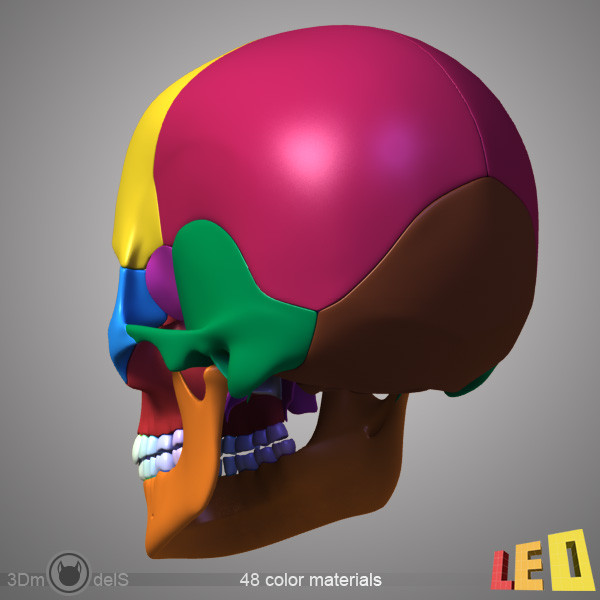 human skull bones anatomy 3d max - Human skulls 2 in 1 (Color & Textured) by leo3Dmodels