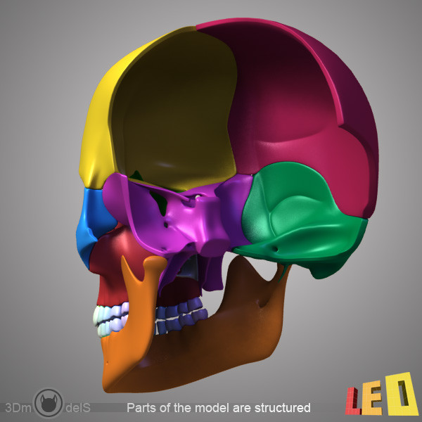 human skull bones anatomy 3d max - Human skulls 2 in 1 (Color & Textured) by leo3Dmodels