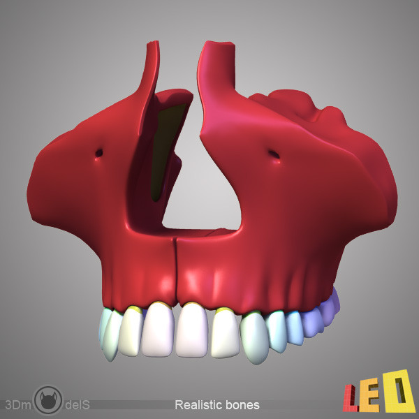 human skull bones anatomy 3d max - Human skulls 2 in 1 (Color & Textured) by leo3Dmodels