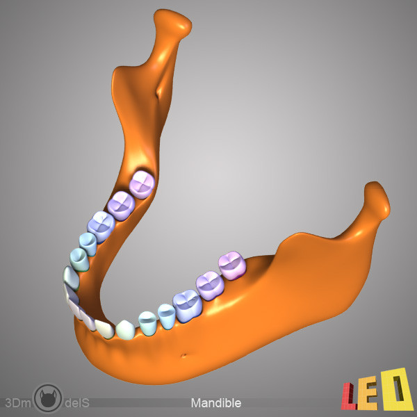 human skull bones anatomy 3d max - Human skulls 2 in 1 (Color & Textured) by leo3Dmodels