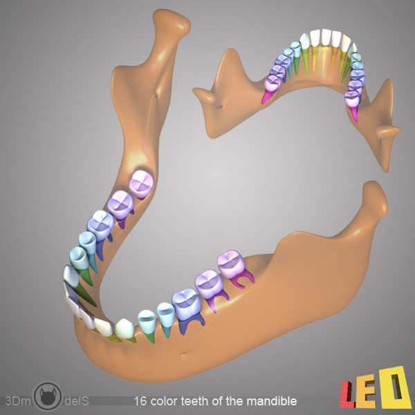 human skull bones anatomy 3d max - Human skulls 2 in 1 (Color & Textured) by leo3Dmodels