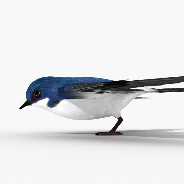 swallow 3d model - Swallow by HD_Ready