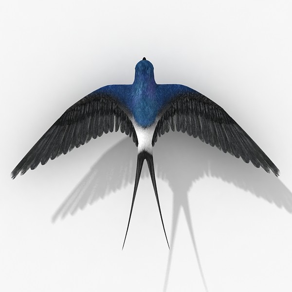 swallow 3d model - Swallow by HD_Ready