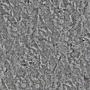 Rock 004