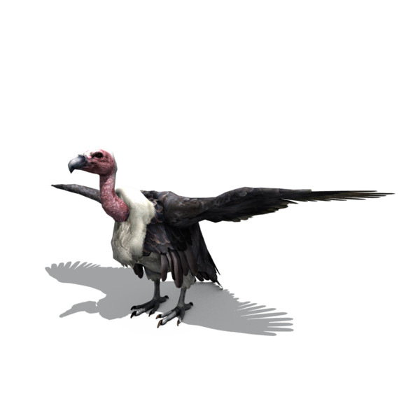 3d vulture - vulture by BennyG22