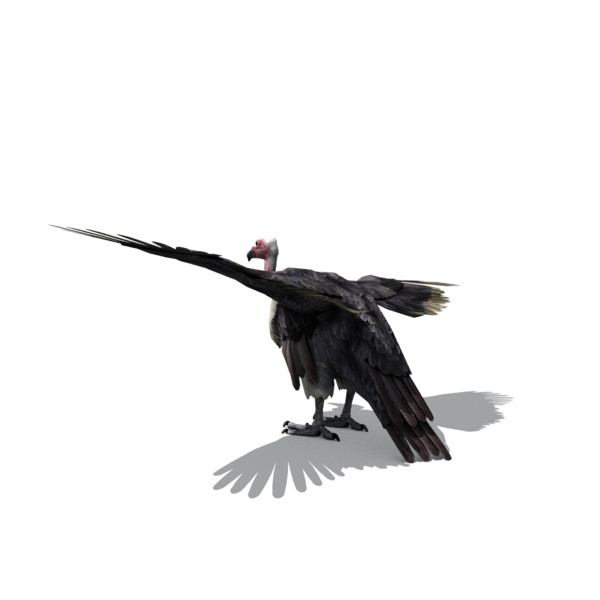 3d vulture - vulture by BennyG22