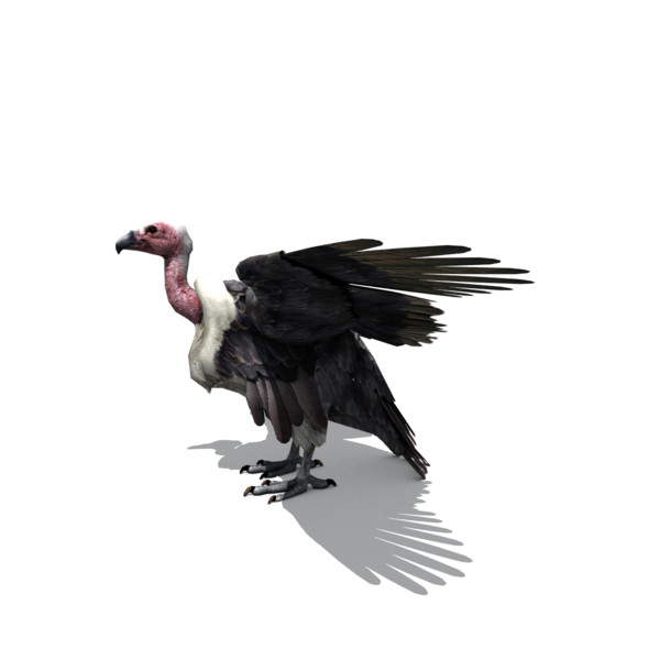 3d vulture - vulture by BennyG22