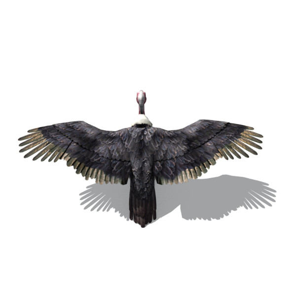 3d vulture - vulture by BennyG22