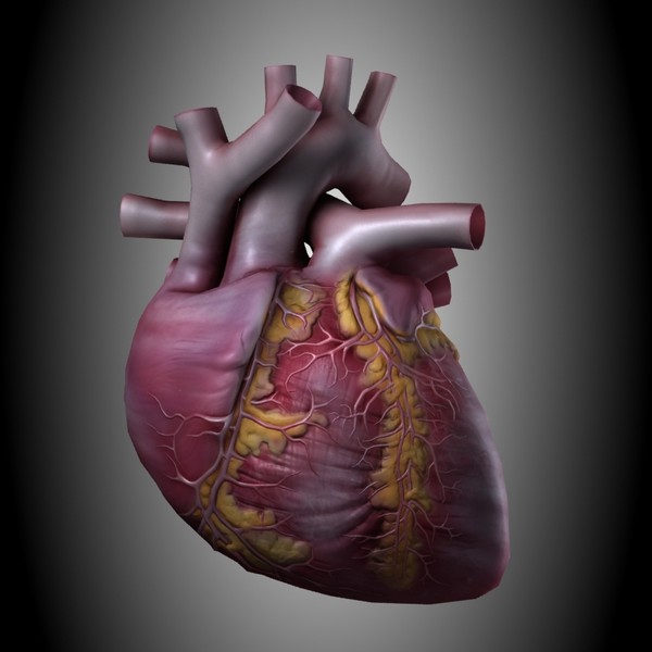3d human heart - Heart High Quality... by valdic
