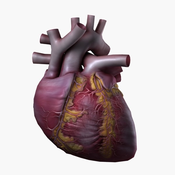 3d human heart - Heart High Quality... by valdic