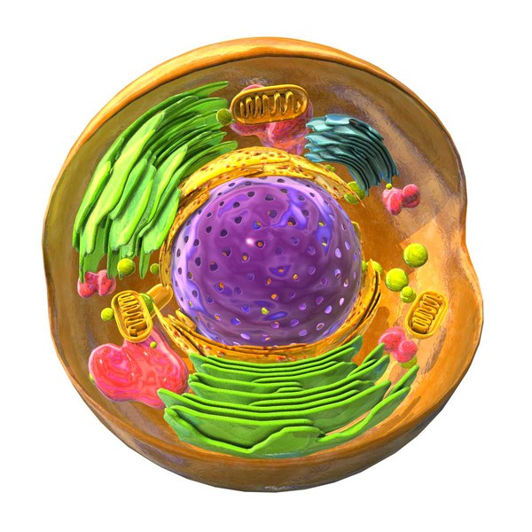 cell nucleus max - Eukaryote - Animal Cell by ScienceEngine