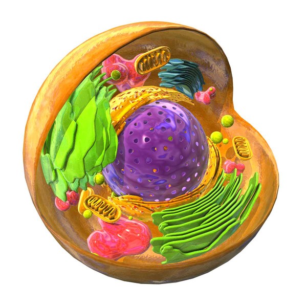cell nucleus max - Eukaryote - Animal Cell by ScienceEngine