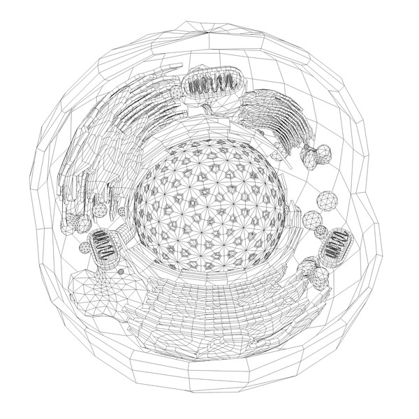 cell nucleus max - Eukaryote - Animal Cell by ScienceEngine