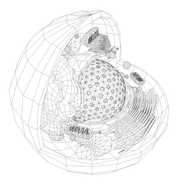 cell nucleus max - Eukaryote - Animal Cell by ScienceEngine