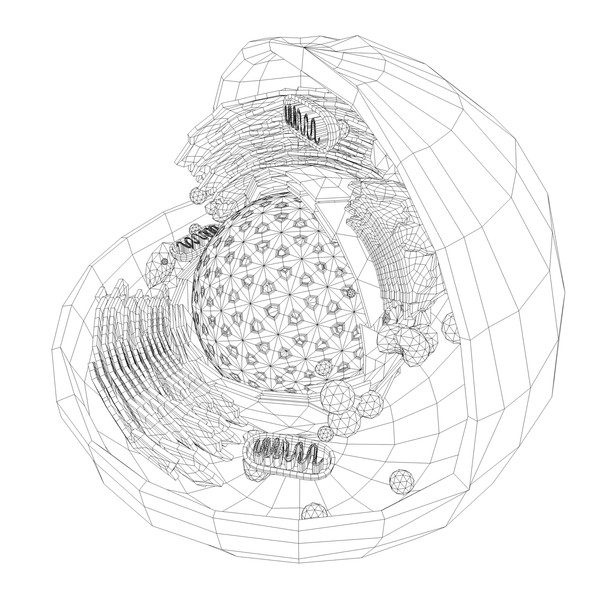 cell nucleus max - Eukaryote - Animal Cell by ScienceEngine