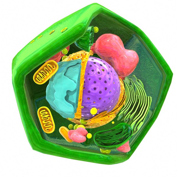 maya eukaryote cells - animal - Eukaryote cells - Animal & Vegetal Cells by ScienceEngine
