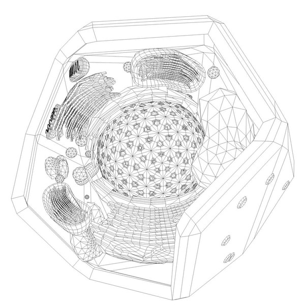 3d vegetal cell model - Eukaryote - Vegetal Cell by ScienceEngine