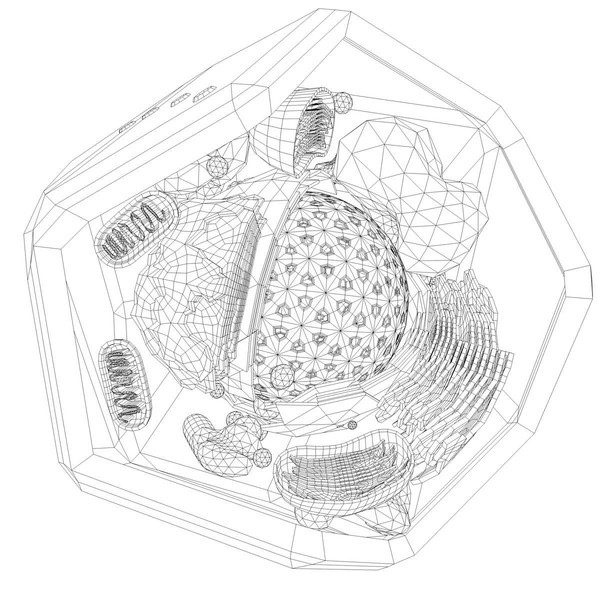 3d vegetal cell model - Eukaryote - Vegetal Cell by ScienceEngine