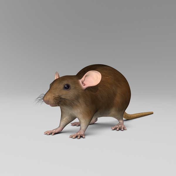 3d model brown rat - Rat ( Brown )... by MotionCow