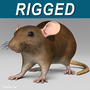 3d model brown rat