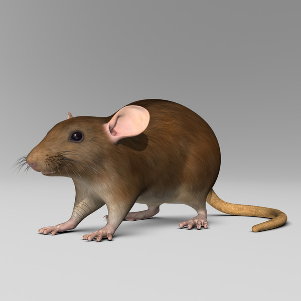 3d model brown rat - Rat ( Brown )... by MotionCow