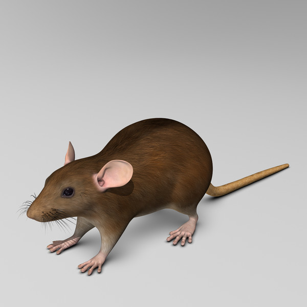 3d model brown rat - Rat ( Brown )... by MotionCow