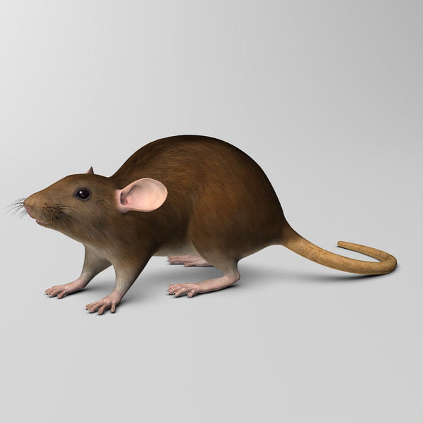 3d model brown rat - Rat ( Brown )... by MotionCow